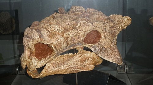 The skull of an Ankylosaurus with it's grinding teeth