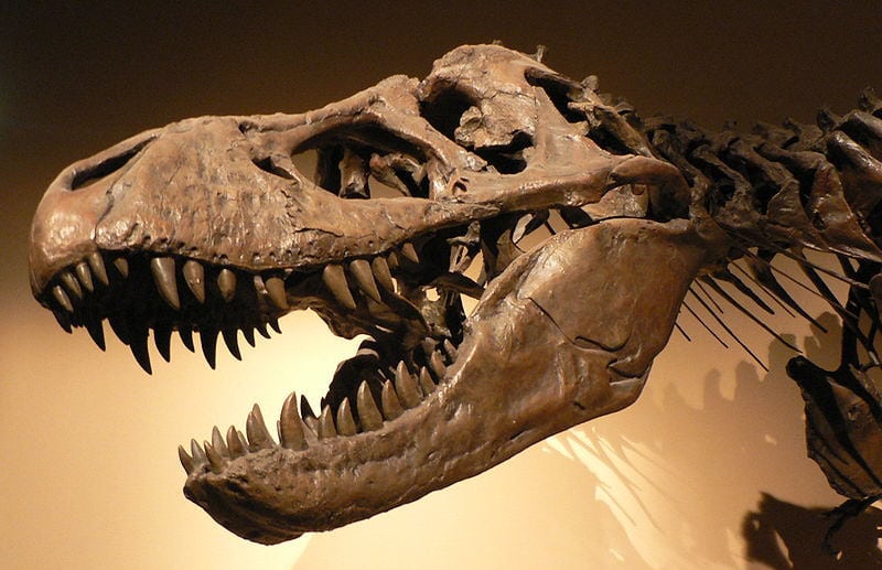 T. Rex had sharp, pointy slightly curved teeth perfect for ripping flesh from prey