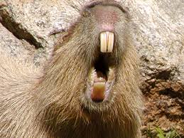 capybara teeth